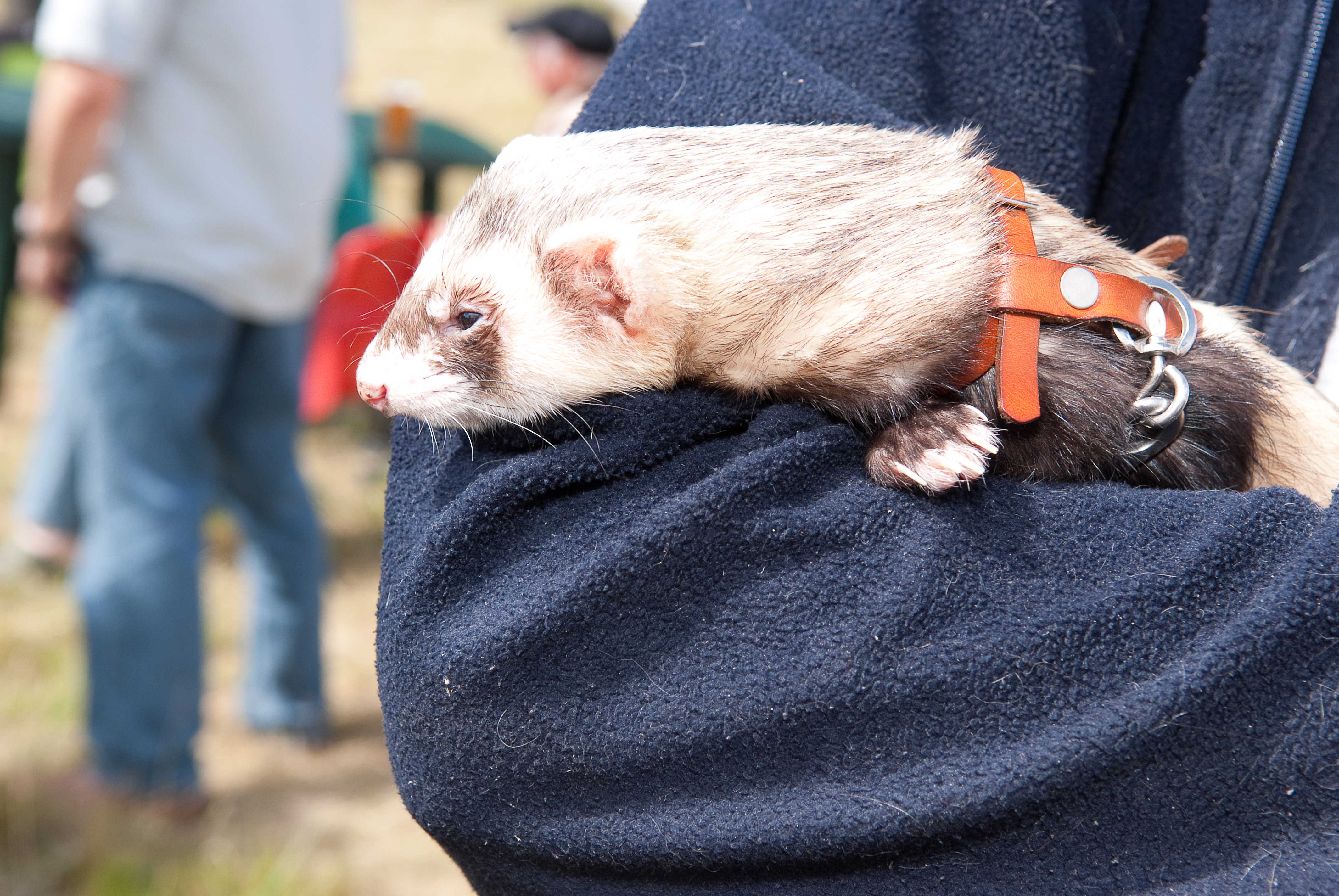 Wigginton Festival 2009 Wigginton Herts Memories