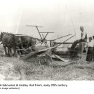 Reaping at Anstey Hall Farm