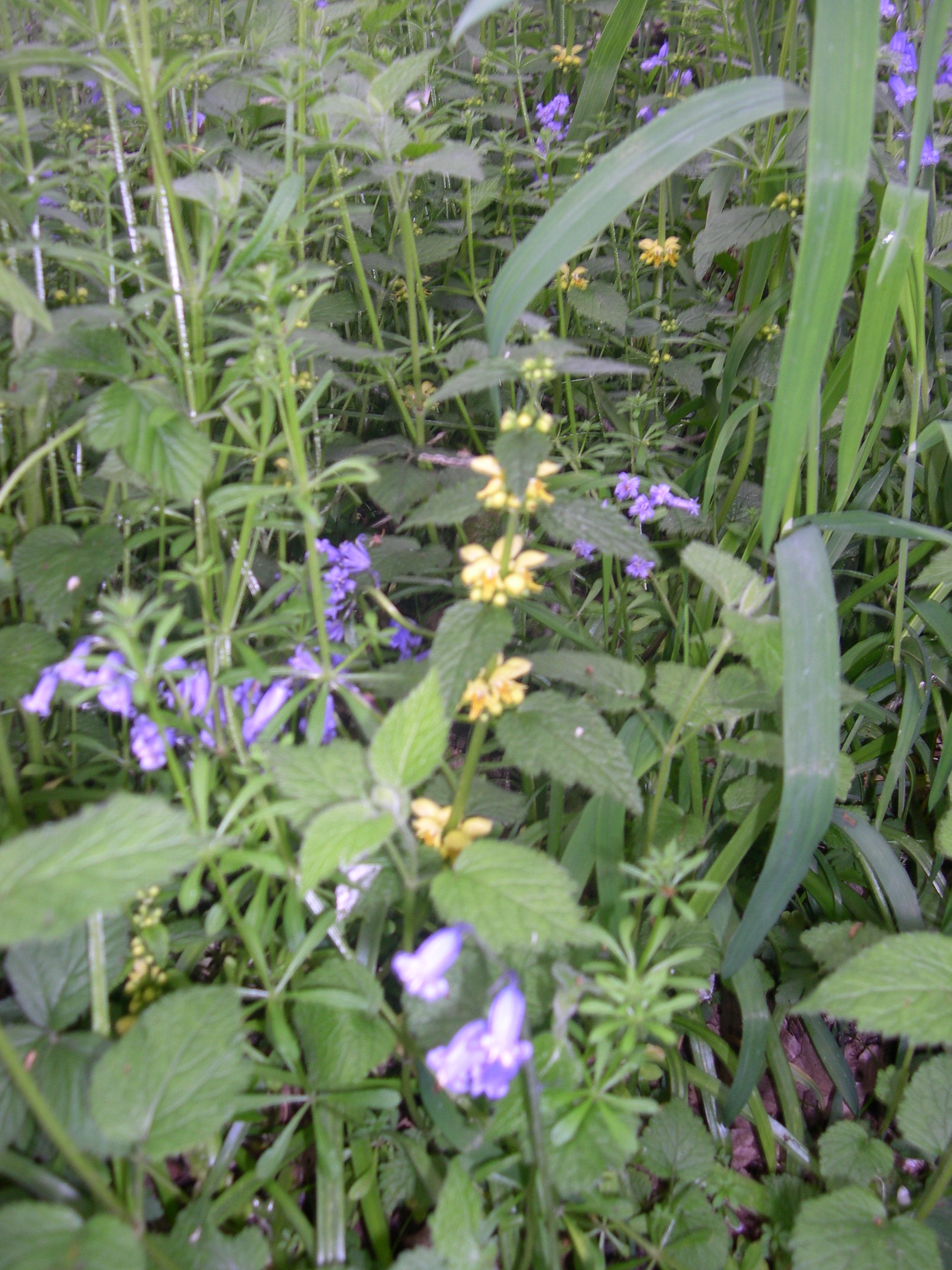 Nicholls Farm Redbourn Herts Memories